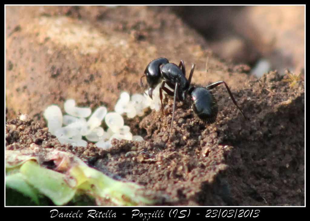 Identificazione formica, grazie!